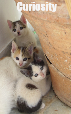 Curiosity