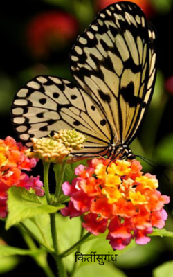 किर्तीसुगंध