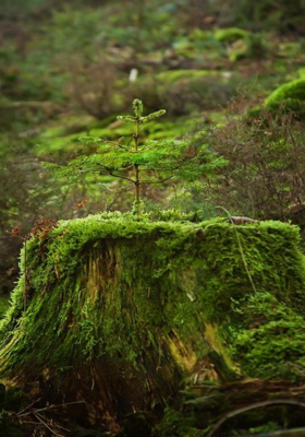 ଭିଜା ମାଟିର ବାସ୍ନା