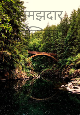 समझदार बिल्लियां