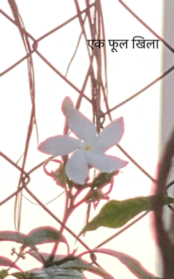 एक फूल खिला