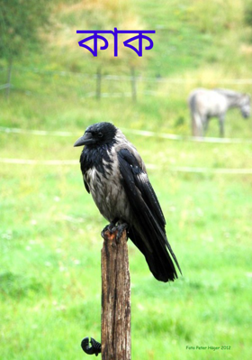 কাক