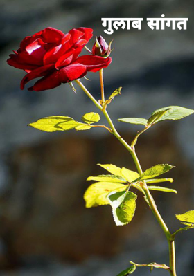 गुलाब सांगत