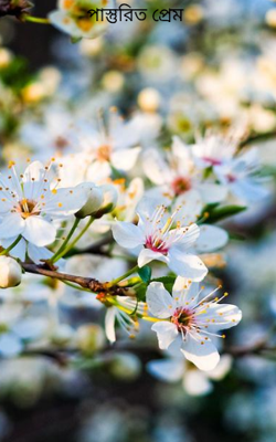 পাস্তুরিত প্রেম 