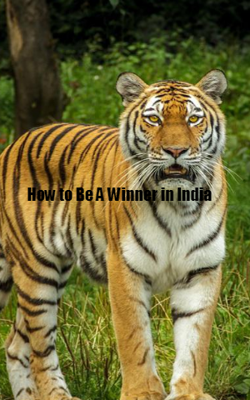 How To Be A Winner In India