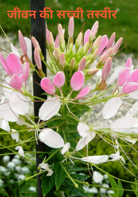 जीवन की सच्ची तस्वीर