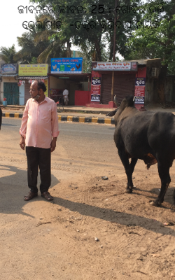 ଗୋବର ଭର୍ତ୍ତି ଠେଲାଗାଡ଼ି