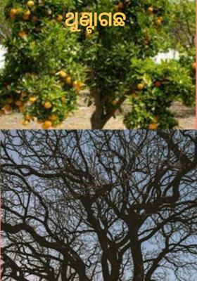 ଥୁଣ୍ଟାଗଛ