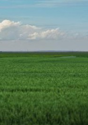 मैदाने हवी