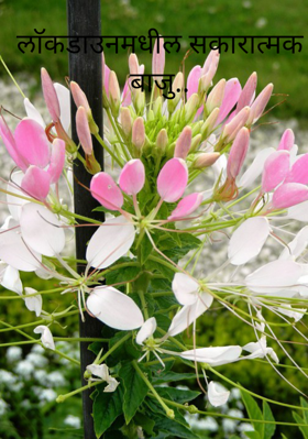 लाॅकडाउनमधील सकारात्मकबाजु..