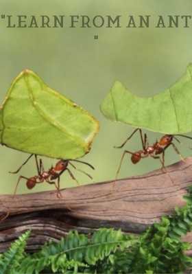 LEARN FROM AN ANT