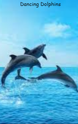 Dancing Dolphins