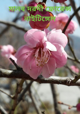 মানব দরদী ফ্লোরেন্স নাইটিঙ্গেল