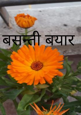 बसन्ती बयार