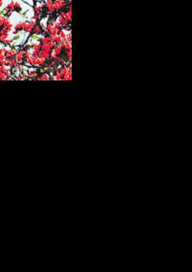 काव्यमय कोडे