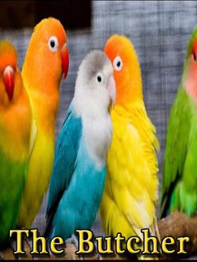 We bring home a pet.