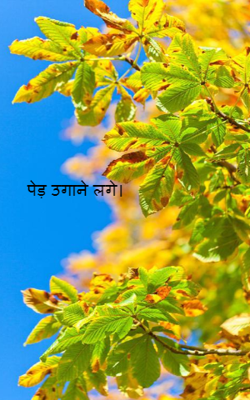 पेड़ उगाने लगे