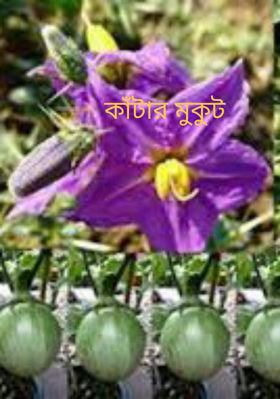 কাঁটার মুকুট