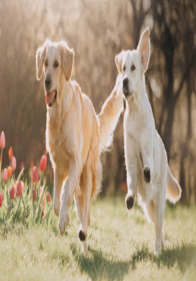 ନିର୍ବାକ