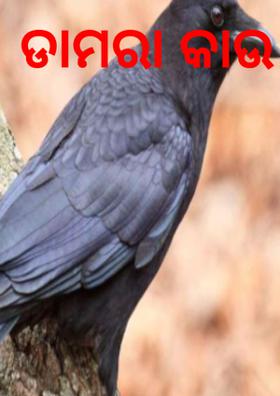 ଡାମରା କାଉ