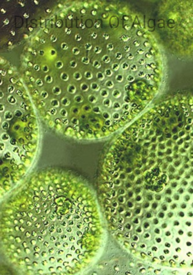 Distribution Of Algae