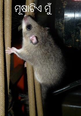 ମୂଷାଟିଏ ମୁଁ 