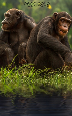 ବନ୍ଧୁତ୍ୱର ଇନ୍ଦ୍ରଧନୁ