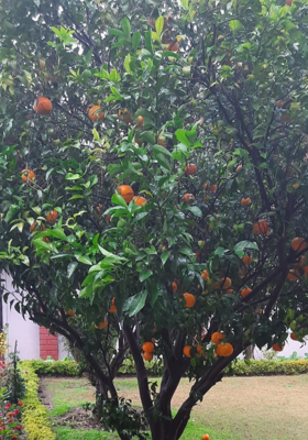 अडिग प्रहरी