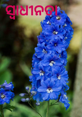 ସ୍ବାଧୀନତା