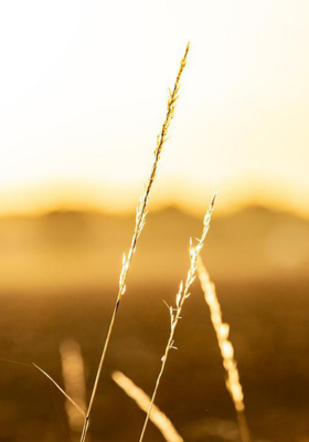 ପ୍ରେମର ସ୍ପର୍ଶ