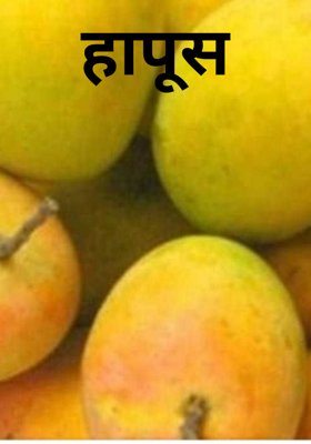 हापूस