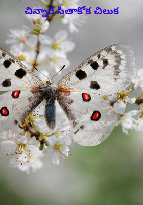 చిన్నారి సీతాకోక చిలుక