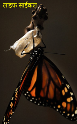 लाइफ सायकल