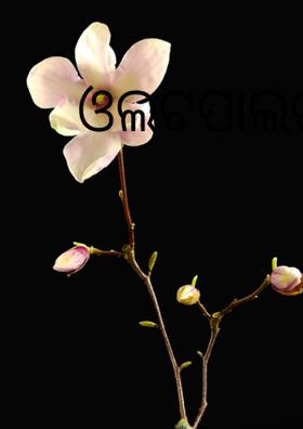 ଓଲଟପାଲଟା