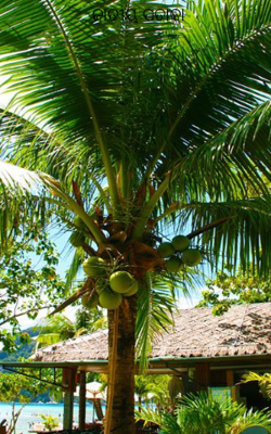 ଜାତୀୟ ପତାକା