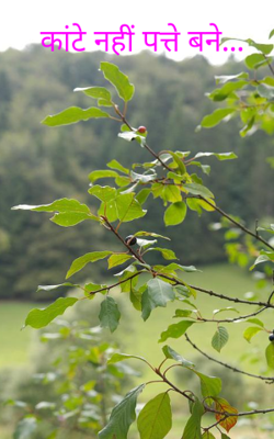 कांटे नहीं पत्ते बने...