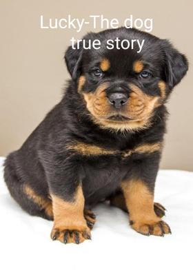 Lucky-The dog     true story