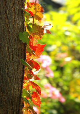 ନିର୍ମୂଳି