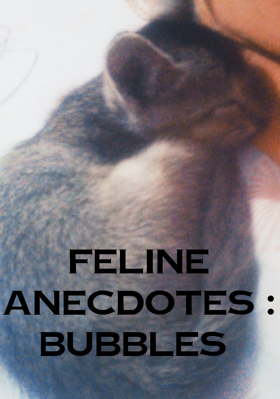 Feline Anecdotes : Bubbles