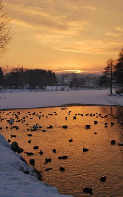 I Wake Up To The Chirping Sound