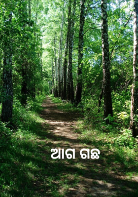 ଆଗ ଗଛ