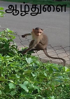 ஆழ்துளை அற்புதம்