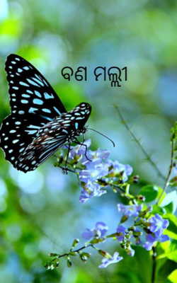 ............. ବଣ ମଲ୍ଲୀ..............