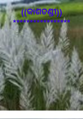 କାଶତଣ୍ଡୀ