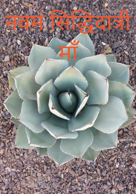 नवमं सिद्धिदात्री माँ