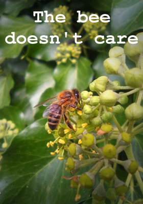 The bee doesn't care