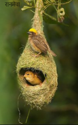 रानमेवा