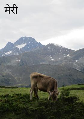 मेरी इच्छा