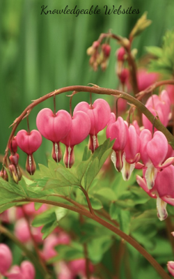 Knowledgeable Websites