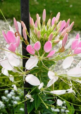 मुस्कुराहट के फूल